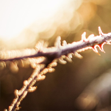 Sample image Sample image